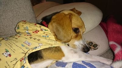 miechanlove's profile picture. ビーグル犬　“凜”（女の子）のかあちゃん