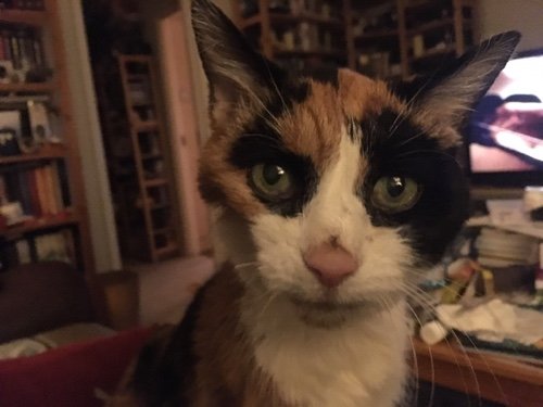 Abbie Deeming Profile