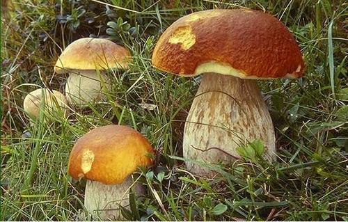 TheMushroomery's profile picture. The Mushroomery wildcrafts, attends Farmer's Markets, grows organic medicinal and gourmet mushrooms, bioremediation, companion planting & cloning.