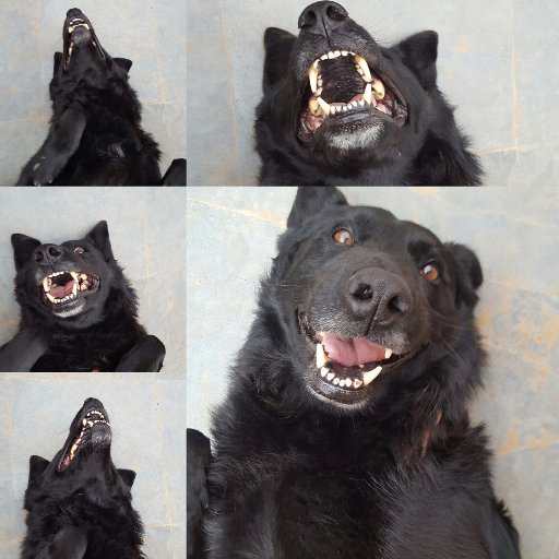 Minera_Colors's profile picture. Ingeniero Civil de Minas, Minera de alma y de corazón!
Amante de los Ovejeros Alemanes 🐶🐶🐶🐶🐶🐶🐶🐶
Viviendo mi vida de colores!!! 🌈🌈🌈