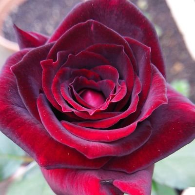 こんにちはお花大好き❤楽しいこと大好き❤出会い系エロ系はブロックします。青森県出身☆大津市在住☺2014年7月7日登録🍁😅アイコンの薔薇🌹黒真珠✨