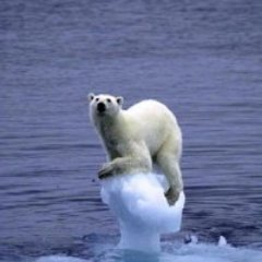 PonyintheShit's profile picture. Concerned environmentalist, vegan, peace activist, human rights advocate and news junkie, baker extraordinaire. Animal lover. Global thinker.