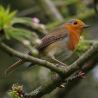 SE7 Community Garden(@theoldnursery) 's Twitter Profileg