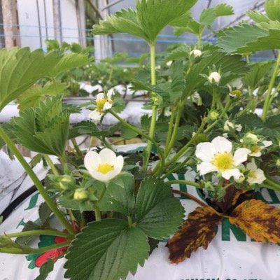Family run fruit farm & farm shop
Winter opening times. Wednesday - Saturday 10:00 - 6:00
Sunday 1:00 - 5:00