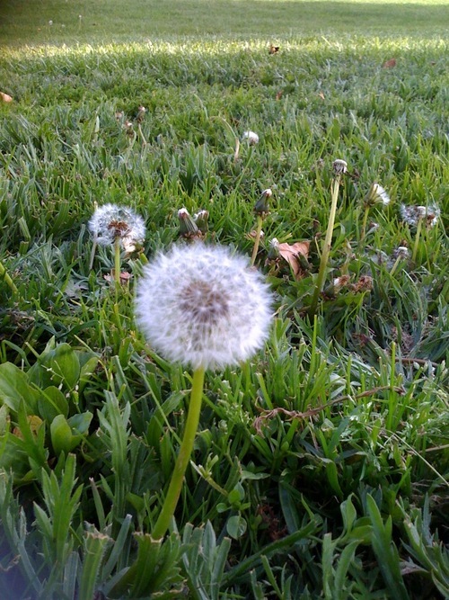 Y0K0's profile picture. Knit, tat, stitch, crochet, spin and frog