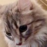 tattn_dev's profile picture. iOS Developer / LINEヤフーでアプリを開発してます。特に新規技術の導入や技術獲得などをしています。iOS、Flutter、Unity、xR、気になった技術やニュースについてつぶやきます。 #AR #VR #Swift #ML #VTuber