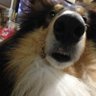tPiFVDXMTf03qn4's profile picture. 某書店のコミック・ラノベ担当犬好き🐕書店員です📚✨ 書店員の日常と愛犬梅丸くん(コリー)(2024年8月17日安らかに永眠しました)の日常をたまにブツブツつぶやいていきたいなぁと思います。よろしくお願いします🍀