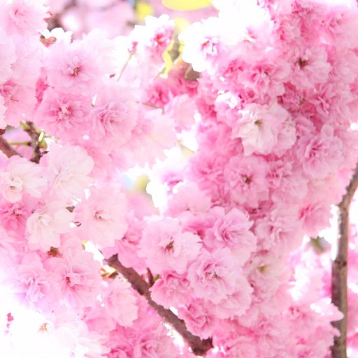 SweetpearPearl's profile picture. Student
Professional writer
Calligraphist
Sketcher
Painter
Teacher