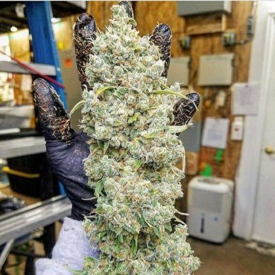 Amantes de la marihuana • Preguntas al md • información de cultivo y otras cosas