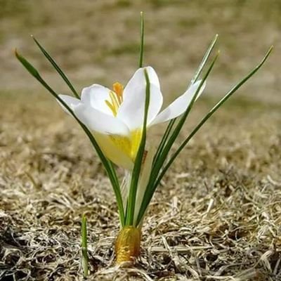 قال ابن تيمية رحمه الله :
من أحب أن يلحق بدجة الأبرار ويتشبه بالأخيار فلينو في كل يوم تطلع فيه الشمس نفع الخلق فيما يسر الله في مصالحهم
