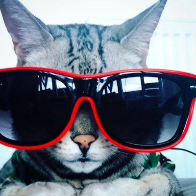 The wildest loudest bengal 😼👓😻💋😻🐾😼 Will do anything for Fizz Wizz and Oreo McFlurry's. Insta: Lifeofmoet Animals Food Travel