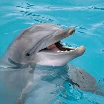 ToggleStrqfe's profile picture. Ta mère a toi.