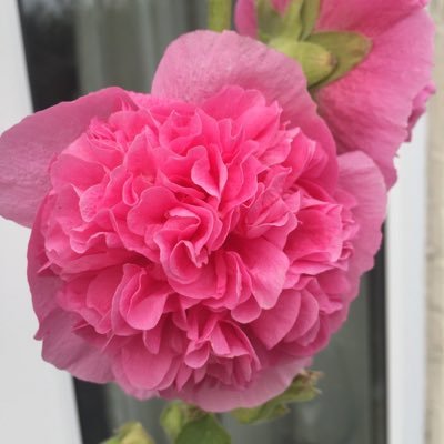 EsmeJR's profile picture. All views are my own.