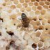Beekeeping_ireland_ (@beekeeping_ie_) Twitter profile photo Beekeeping_ireland_ (@beekeeping_ie_) Twitter profile photo