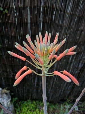 nicktoh5000's profile picture. 