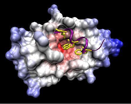 p53 signal transduction and cancer cell signalling groups at the University of Edinburgh.