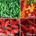 Pimenteira Brasil (@pimenteirabrasi) Twitter profile photo Pimenteira Brasil (@pimenteirabrasi) Twitter profile photo