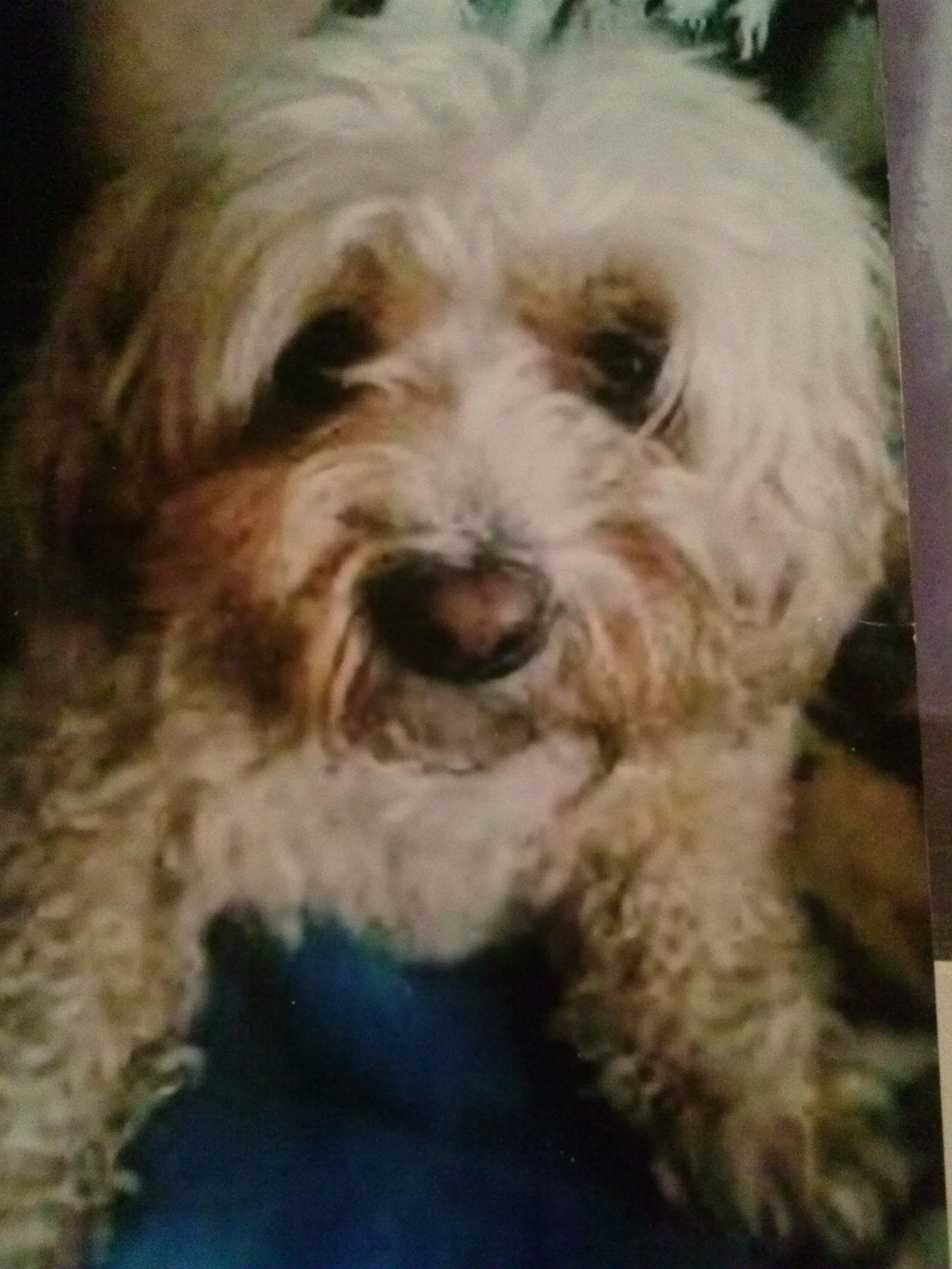 puppyandkittys's profile picture. https://t.co/EfRpbGJQ7D