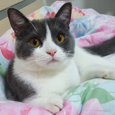 myra0916myra's profile picture. 啦啦啦啦啦啦我是卖萌的小行家