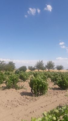 etekler's profile picture. 