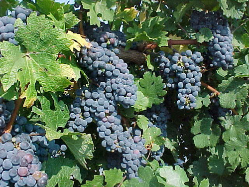 eViticulture's profile picture. eViticulture is a group of viticulture Extension specialists around the US.