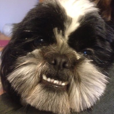 Ralph_roo's profile picture. I am a Shih Tzu getting up to no good!