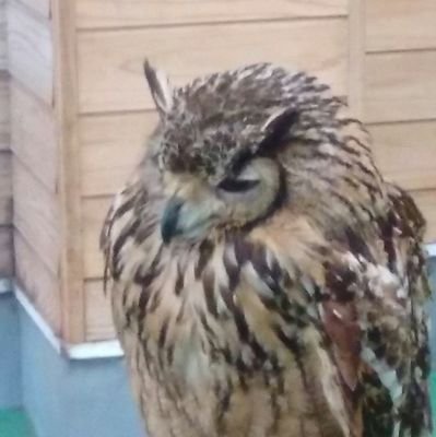 kazoo727's profile picture. ボカロとアニメ（ガルパンとか）がすきです。