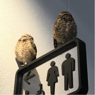 tikarakosopawa's profile picture. うぇるかむおーるあにまるいんざわーるど