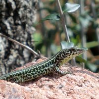 Michael Uhl (@masteruhl) 's Twitter Profile Photo