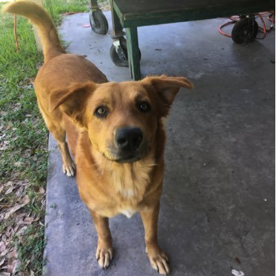 Not your average dog