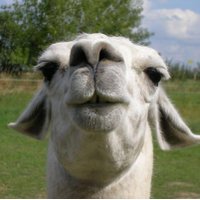 Lama Qui Crache(@LamaCrache) 's Twitter Profile Photo