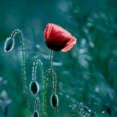 blnflor's profile picture. haize hegoa, gau epela ...