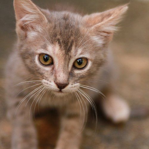 Face à une politique non représentative, faisons le choix des chatons. – Compte humoristique doux comme un chaton et safe comme un ronron.