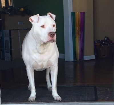 PanthercoachAls's profile picture. Anybody can be a shooter; be different; Be a Maker

Edgewood High School; Harford Co Md