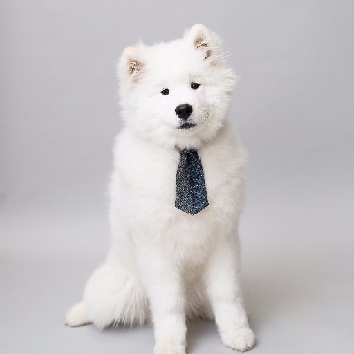 @olaf_thesamoyed on instagram and Facebook!!