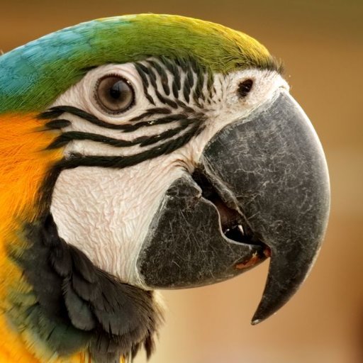 This is mirror for https://t.co/1y8Zi17Co8 channel. It is also a parrot that will reply random stuff(generated from your tweets) to you.