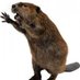 theattackbeaver (@theattackbeaver) Twitter profile photo theattackbeaver (@theattackbeaver) Twitter profile photo
