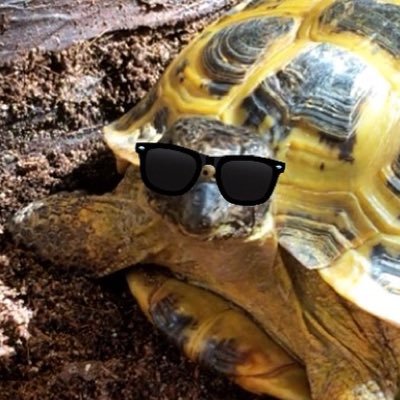 Minion to @Torttime latinx, disabled spoonie w/ Multiple Sclerosis. Artist, policy wonk, environmental psych now ABD 4 life, wildlife rehab/edu. I like turtles.