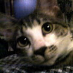 chang__air's profile picture. 興味本位や通りすがりの一見さんも、馴染みの常連さんも、立ち話感覚でどーぞ。締め切りも返信義務もありません！だからこそ、誠実さに価値を感じます。 人間に観えるように変装してる写真や多目的乱用してるコトなど詳細は google+