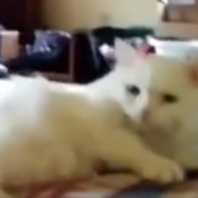 Pollnebula's profile picture. 