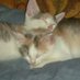 Lisa Heidi (@pinkberyl72) Twitter profile photo Lisa Heidi (@pinkberyl72) Twitter profile photo