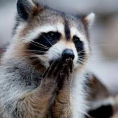 SBorodash's profile picture. 