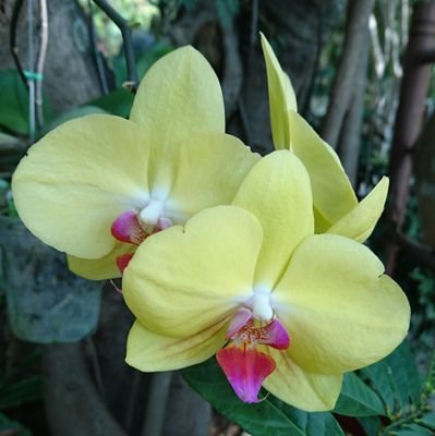 izunozomuu's profile picture. バンコク在住独居中年。タイ語の練習のためにニュースを簡単に訳してつぶやいてます。