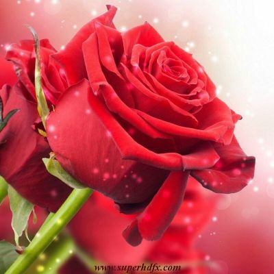 thanu_krishna's profile picture. í male