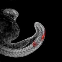 Steventon Lab (@steventonlab) 's Twitter Profile