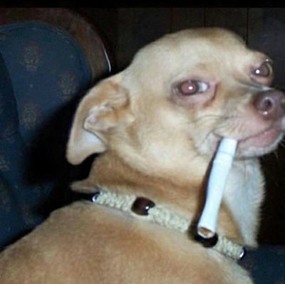 kingofallspades's profile picture. Sometimes profound! Mostly profanity! This is Twitter! If you don't like it, don't follow!

Your Majesty/His Highness