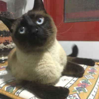 JoseCarlos_310's profile picture. 