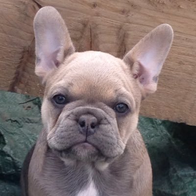 French bulldog owner, love my girl, very proud of her first litter - so cute