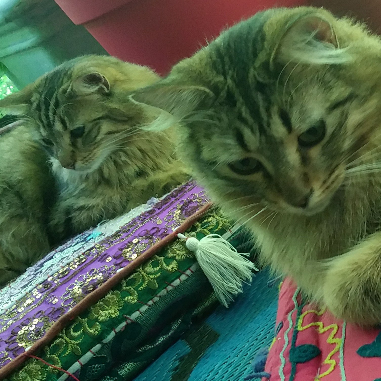 2 tabby sisters spreading the love. Minerva: big girl, floopy fluffty cat. Athena: littlest one, best hunter, super booper, licks u. Cat gifs →