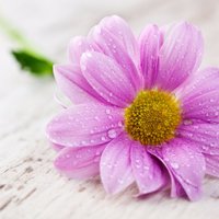 世界の花図鑑 (@wld_hana) 's Twitter Profile Photo 世界の花図鑑 (@wld_hana) 's Twitter Profile Photo